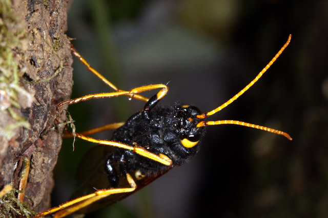 Urocerus gigas - Copyright Denis Bourgeois